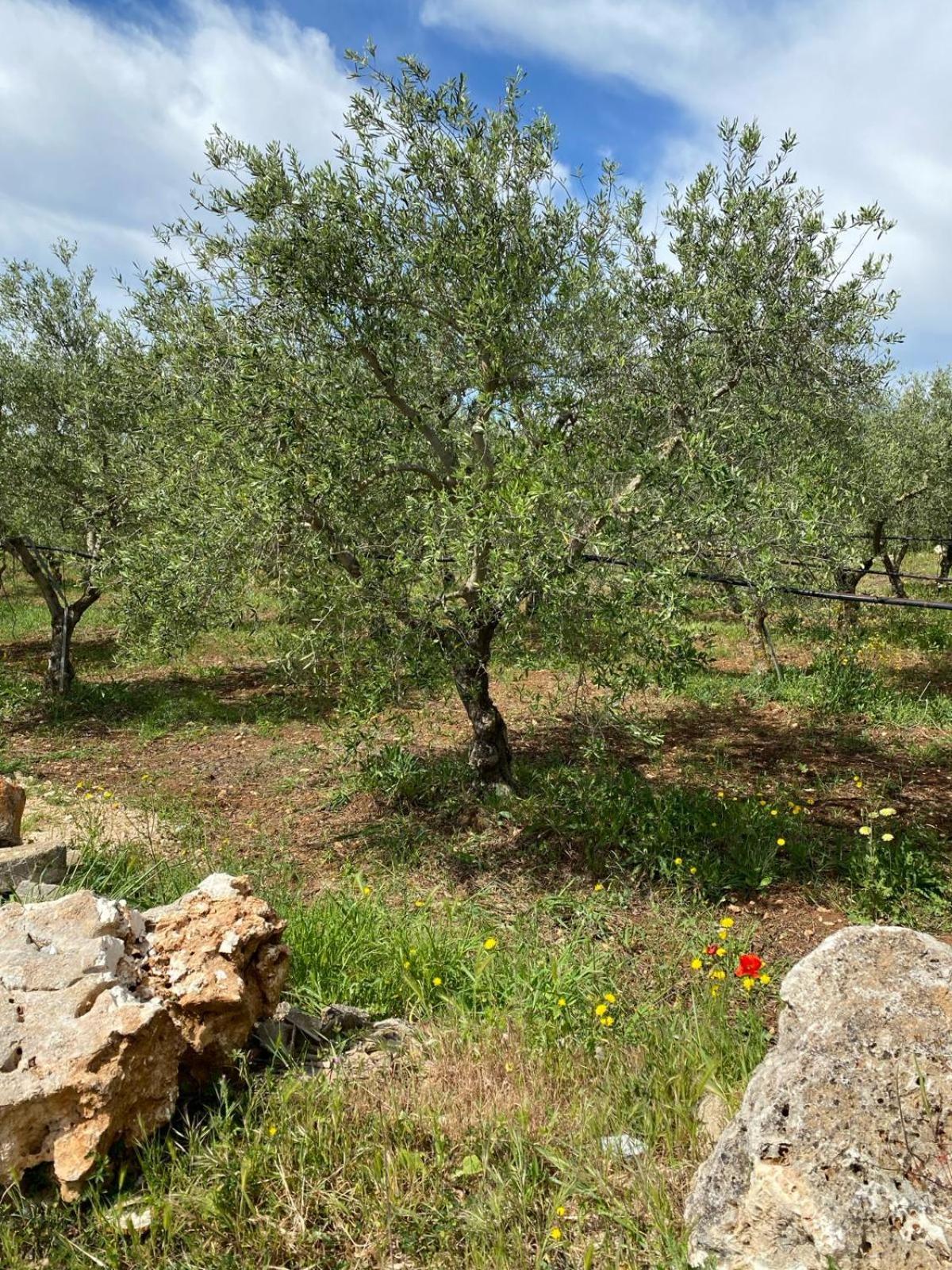 Villa Trellame - Casa Vacanze Tra Gli Ulivi Acquaviva delle Fonti Kültér fotó